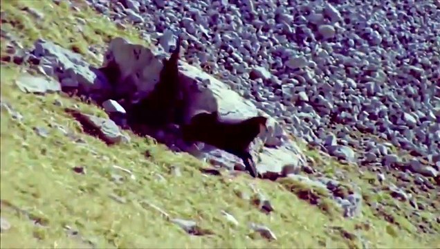 5 СУМАСШЕДШИХ БИТВ ЖИВОТНЫХ СНЯТЫХ НА КАМЕРУ - НАПАДЕНИЕ ЖИВОТНЫХ