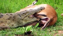 Animal attacks - Crocodiles attack monkeys! Wild dogs vs warthog