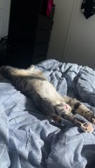 Ranni le chat qui s'étire pour se détendre