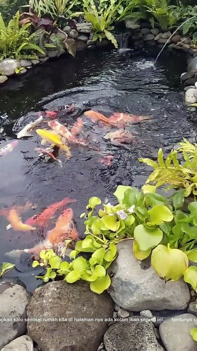 kolam ikan