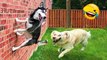 Funny Dogs And Cats Videos 2023-----Best Funniest Animal Videos Of The Month  #103---أطرف مقاطع الفيديو الحيوانية لهذا الشهر