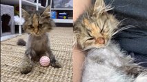 DUMPED Kitten Rescued and Recovers!