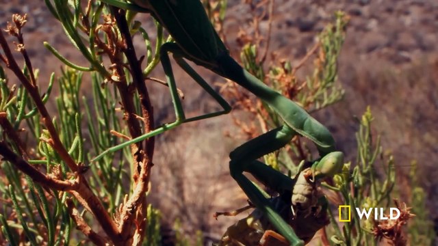 Female praying mantis chomps down on its mate | Yosemite | America's National Parks