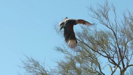 Harris's Hawks Hunt a Jackrabbit | The Desert Sea