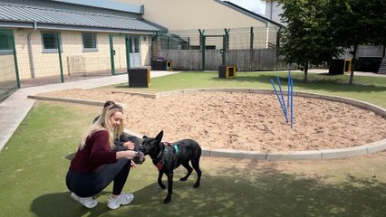 We meet the adorable dogs up for adoption at Dogs Trust Manchester
