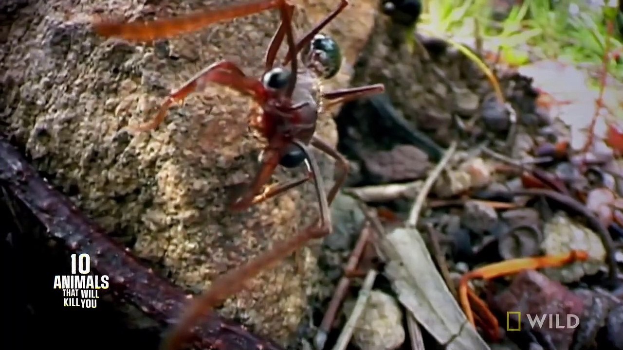 The Australian Bull-Ant - 10 Animals that Can Kill You