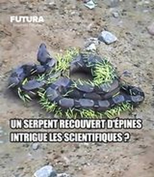 Un serpent recouvert d'épines intrigue les scie...