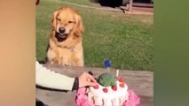 Dog Reaction to Cutting Cake  #40   - Dog and Cat Reaction _ Time for Funny Animals