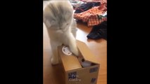 Çok Sevimli Kediler  En Popüler Komik Kedi Videoları