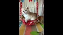 Çok sevimli yavru kedi videoları #14 -happy animals -komik yavru kediler-kitten cats