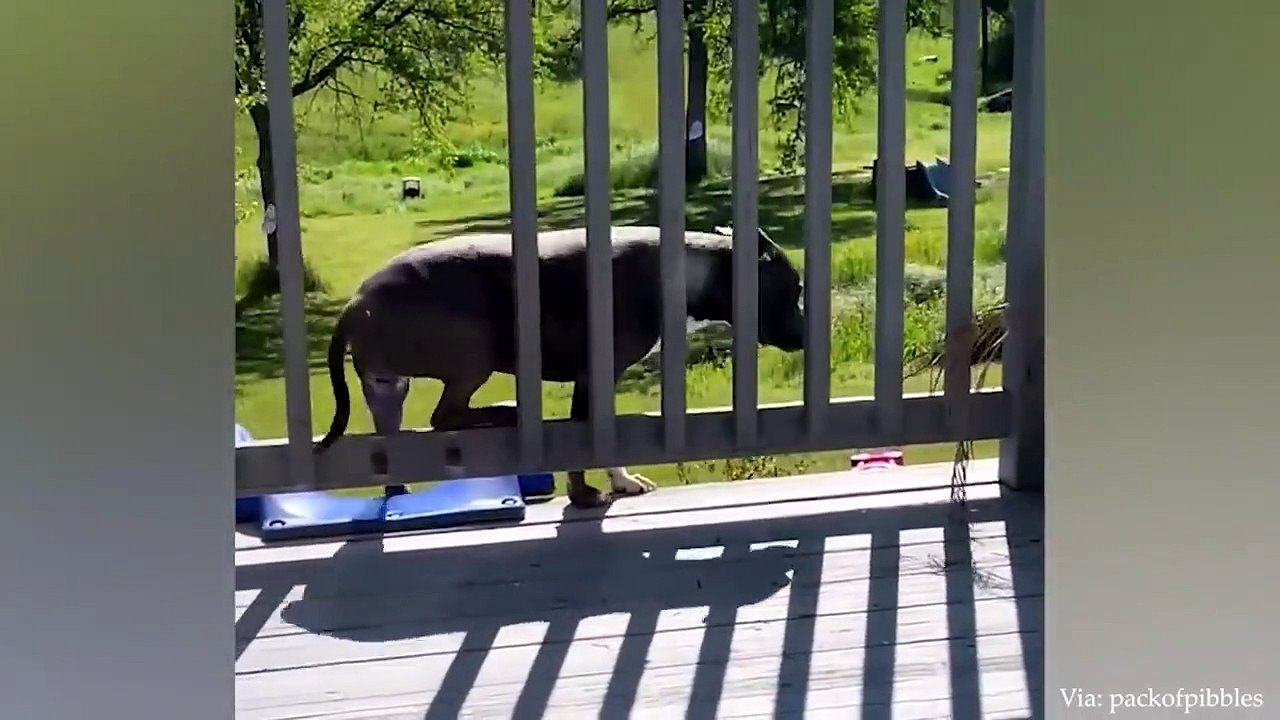 Dogs are FULL of life lessons!   Funny Dog Videos