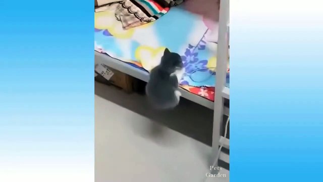 Çok Sevimli Kediler En Popüler Komik Kedi Videoları (4)