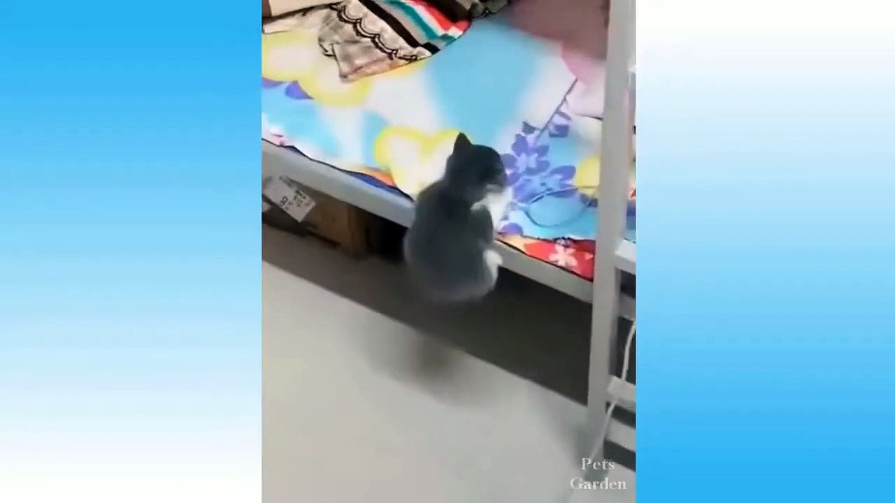 Çok Sevimli Kediler  En Popüler Komik Kedi Videoları  (4)