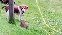 Dogs are not just pets, but also comedians  - Funny Dog Videos