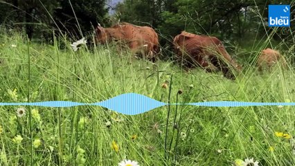 Un ancien architecte relance la production de fromage de vache dans la vallée du Haut-Bréda