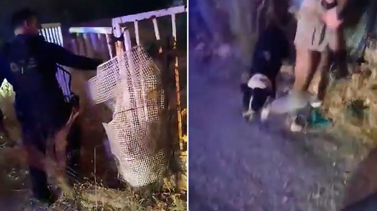 Watch: Greek police free dog from garden as wildfires rage close to Athens