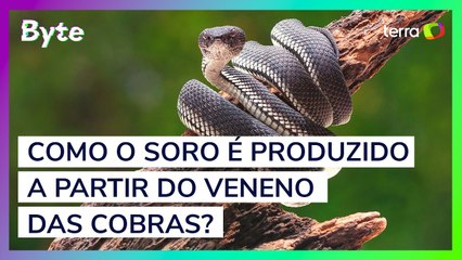 Como o soro é produzido a partir do veneno das cobras?