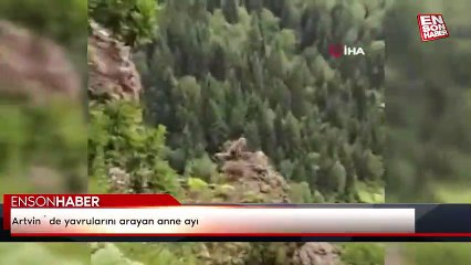 Artvin´de yavrularını arayan anne ayı