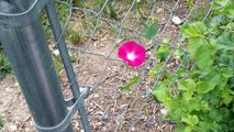 Scarlet O'Hara Morning Glory Blooms