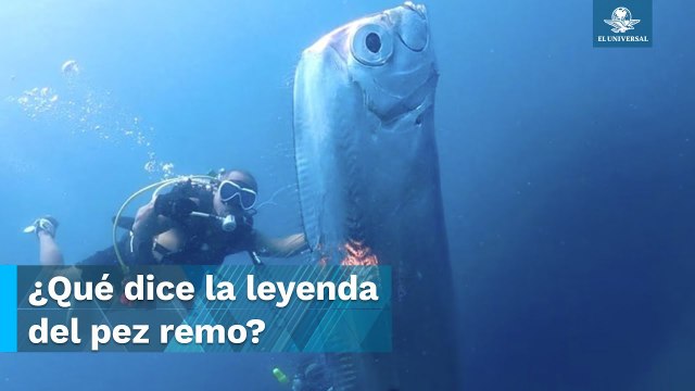 Avistamiento de pez remo causa pánico en Taiwán por presagio de terremotos