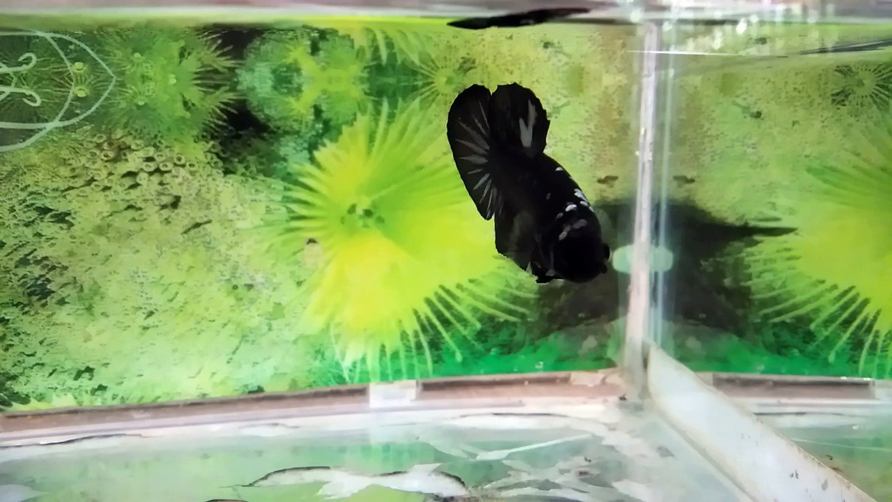 AVATAR COPPER BETTA FISH