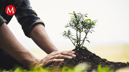 Siembran más de 800 plantas en una reserva al sur del estado en Veracruz