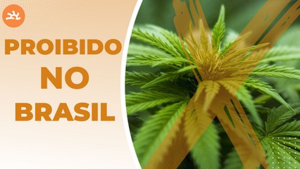 ANVISA proíbe IMPORTAÇÃO de M4C0NH4, mesmo para USO MEDICINAL