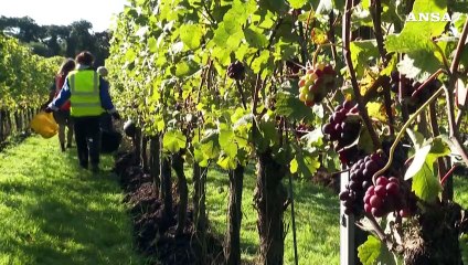 Le cantine aprono le porte alla 'vendemmia turistica'