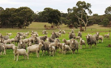 74 Lock Rd, Willalooka, SA | July 20, 2023 | Farmonline