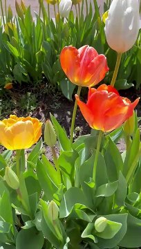 Tip toeing through the tulips