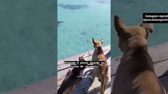 Vira-lata caramelo bota tubarão para correr em vídeo inacreditável