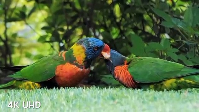 Colorful birds in 4k. Beautiful birds. Amazon jungle birds.