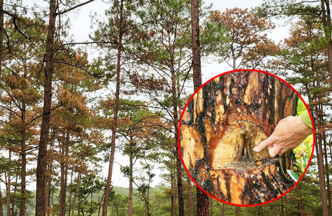 Thông già ở Lâm Đồng bị đầu độc hàng loạt