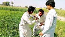 An Parh Piyu Parhi Likhi Aulad funny Video Daily Ronak #Bestcomedy #sarakidrama