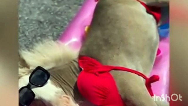 what is the funniest try not to laugh video funny videos of cats and dogs fighting