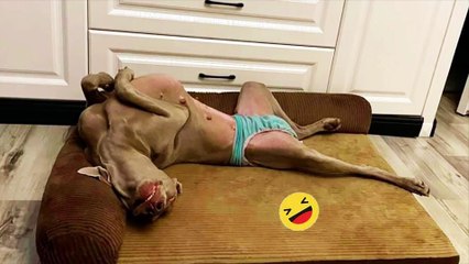 Funny Dogs And Cats Videos 2023  - Best Funniest Animal Videos-----#104---صور كلاب وقطط مضحكة 2023