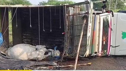 खिलचीपुर: स्टेट हाईवे पर पिकअप वाहन पलटा, गोवंश की मौत