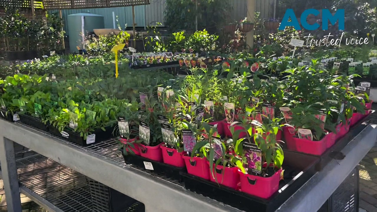 Heemskerk's Nursery growing Radiata Pine Christmas trees - Northern Daily Leader - 20/06/23