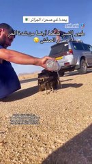 بالفيديو | النسور تتساقط أرضاً في صحراء الجزائر من شدة الحر والعطش