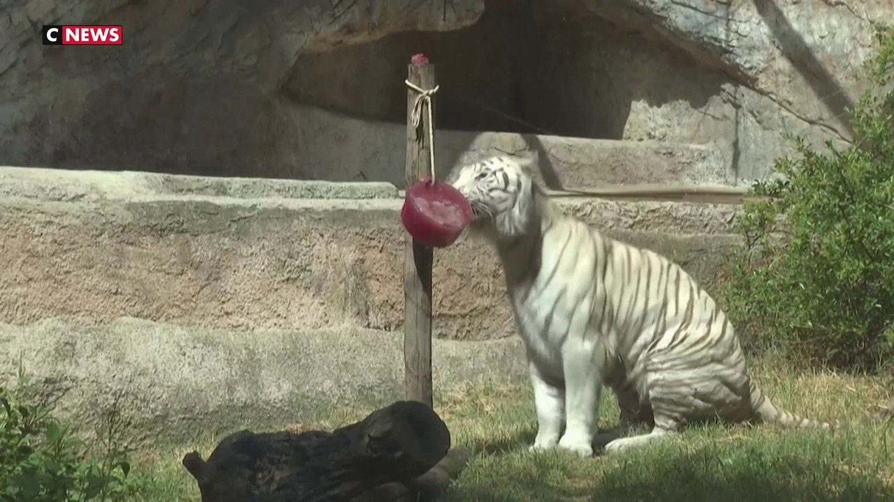 Canicule : à Rome, les soigneurs du zoo restent vigilants pour le bien-être des animaux