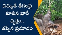 పాయకరావుపేట: కూలిన భారీ వృక్షం... తప్పిన ముప్పు