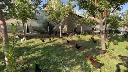 8 civcivle işe başlayan 4 öğretmenin şimdi 1200 tavuğu var