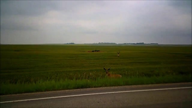 MCH 400 MOST MASSIF BUCK DEER I HAVE SEEN TODAY 10 POINT ANTLERS AND A FEMALE DEER WISH IT WAS HUNTING SEASON BUT IT IS NOT MOTHER NATURE AT ITS BEST TROPHY HUNTERS DREAM.