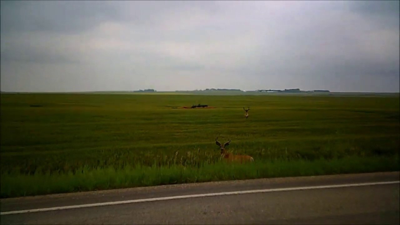 MCH 400 MOST MASSIF BUCK DEER I HAVE SEEN TODAY 10 POINT ANTLERS AND A FEMALE DEER WISH IT WAS HUNTING SEASON BUT IT IS NOT MOTHER NATURE AT ITS BEST TROPHY HUNTERS DREAM.