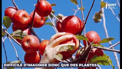 Comment les fruits sans pépins et sans noyaux arrivent à pousser naturellement ?