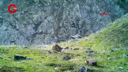 AVLANMASI YASAK HAYVANLARA ZARAR VERENE 1,2 MİLYON LİRAYA VARAN CEZA