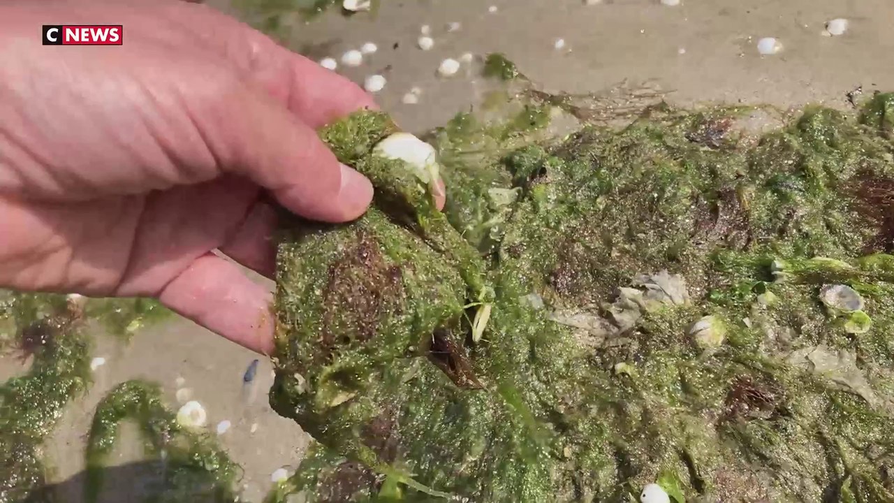 Canicule : sur la côte atlantique, la chaleur entraîne la prolifération d’algues vertes