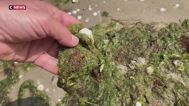 Canicule : sur la côte atlantique, la chaleur entraîne la prolifération d’algues vertes