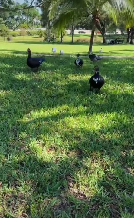 Woman screams as animals surround her in park