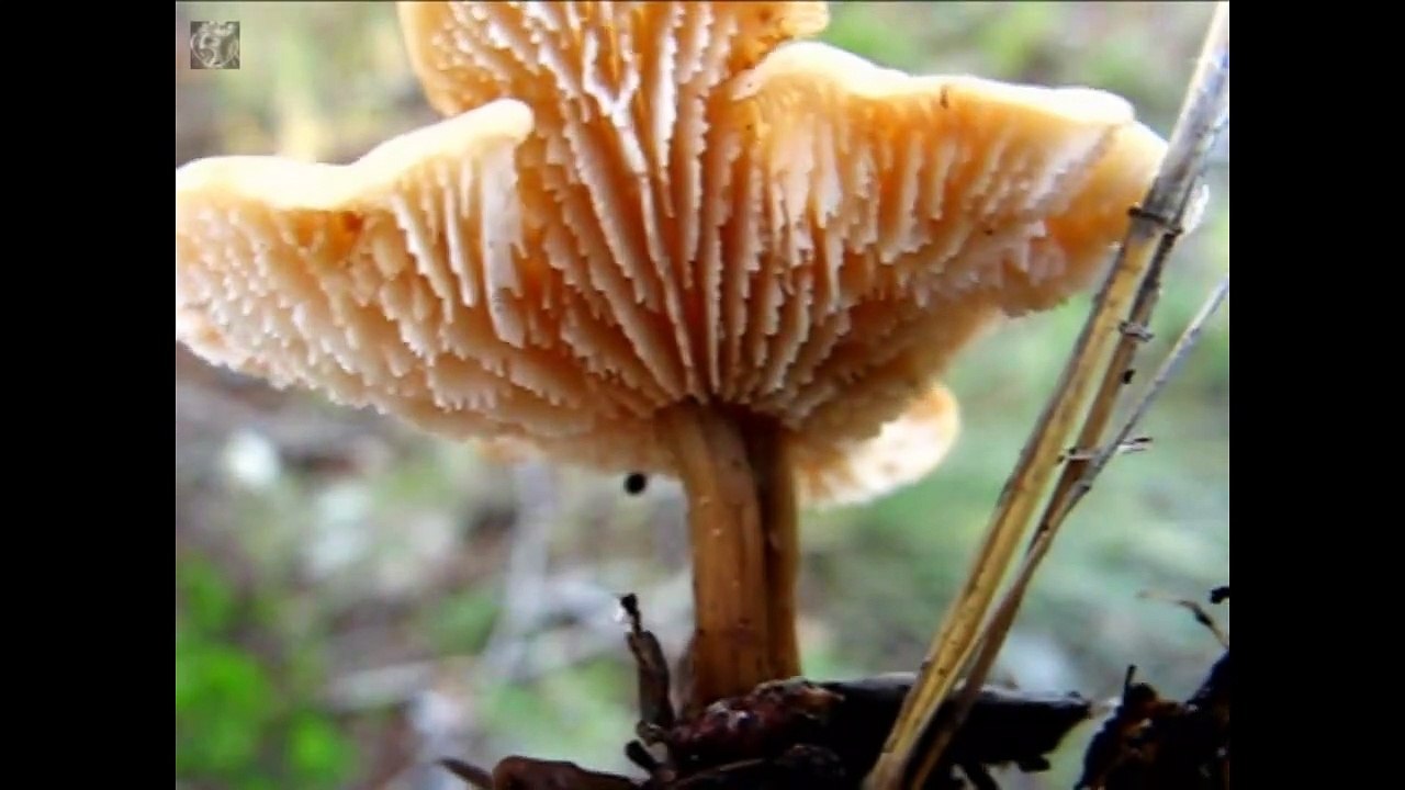 Lentinellus micheneri.  Champimaginatis. English Text